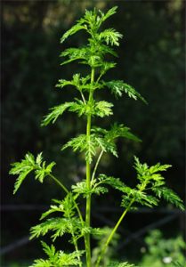 artemisia proprietà magiche
