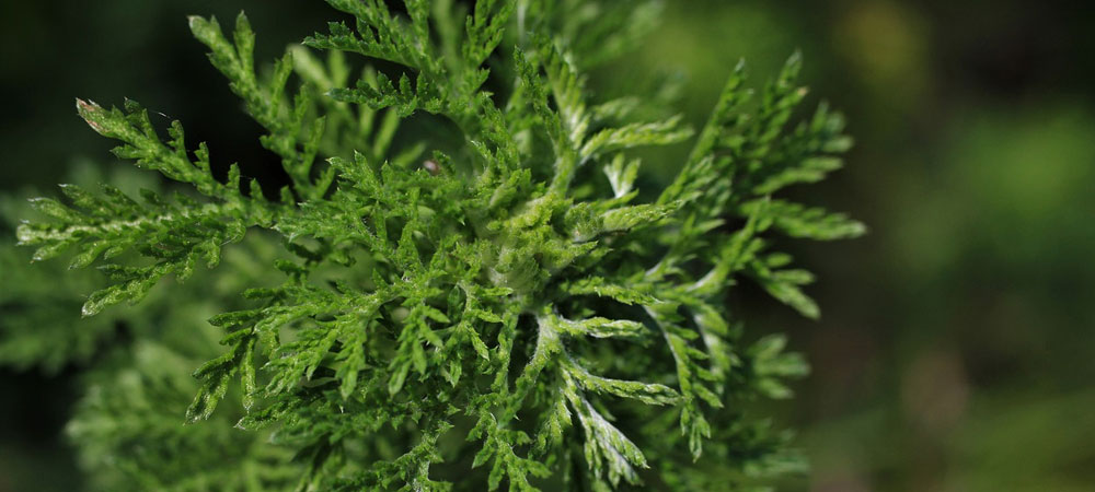 Artemisia Annua botanische Beschreibung