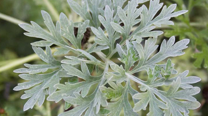 Artemisia Absinthium (assenzio): Proprietà, utilizzi e dove comprarlo