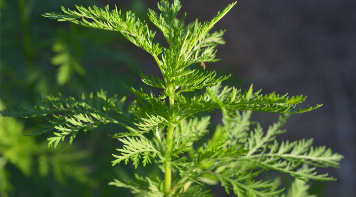 Can Artemisia Annua cure Cancer? Yes, here’s how …
