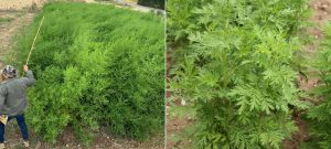cultivo Artemisia annua