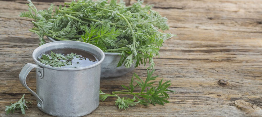 Té de hierbas Artemisia annua: propiedades, usos y dónde comprarlo