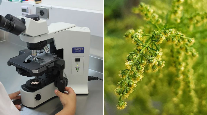 Un nuovo studio rivela la potenziale utilità dell’estratto di Artemisia annua contro il SARS-CoV-2