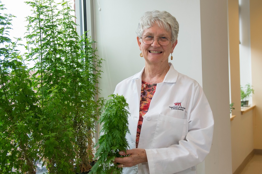 Neueste Forschungen haben ergeben, dass Extrakte aus der Pflanze Artemisia annua das COVID-19-Virus hemmen können